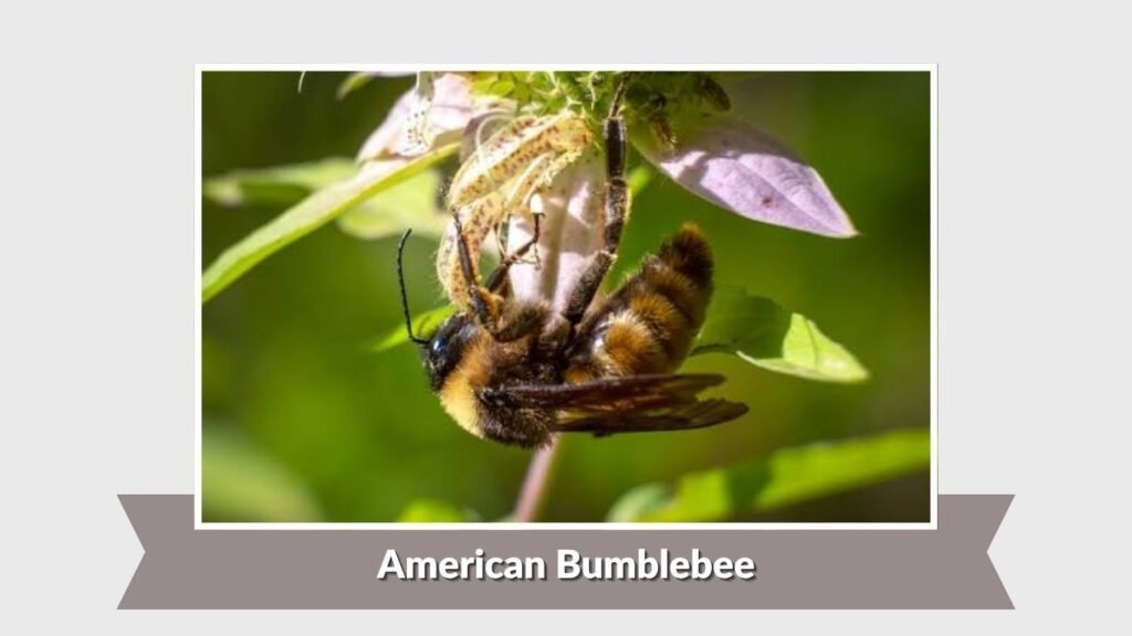 American Bumblebee