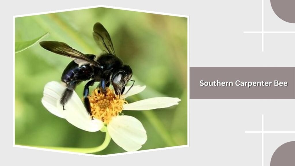Southern Carpenter Bee