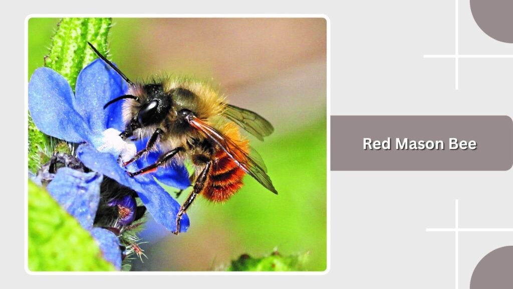 Red Mason Bee