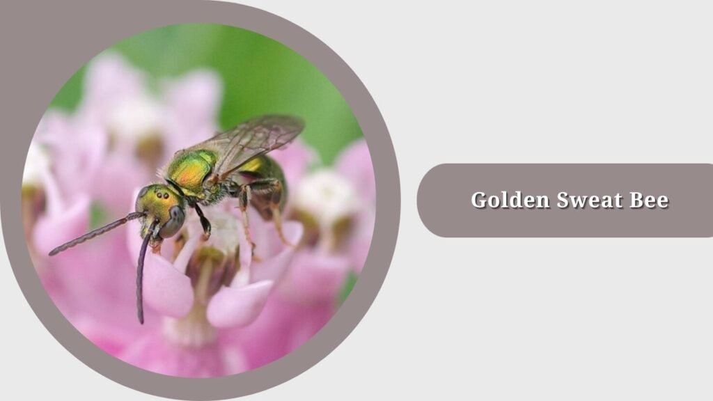 Golden Sweat Bee