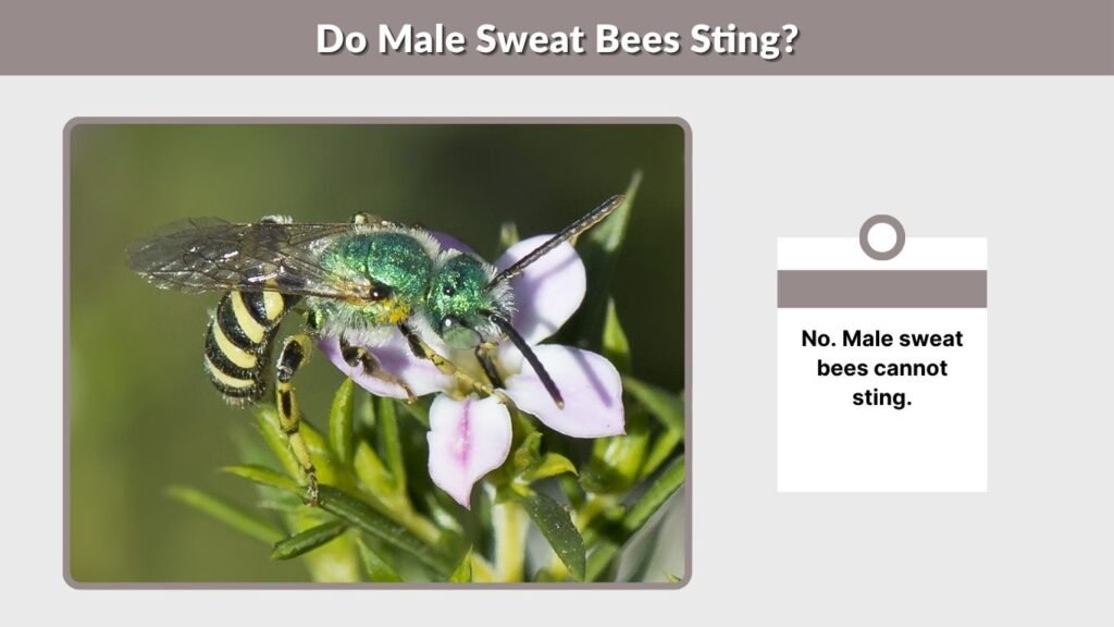 Do Male Sweat Bees Sting?