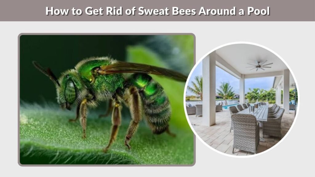How to Get Rid of Sweat Bees Around a Pool