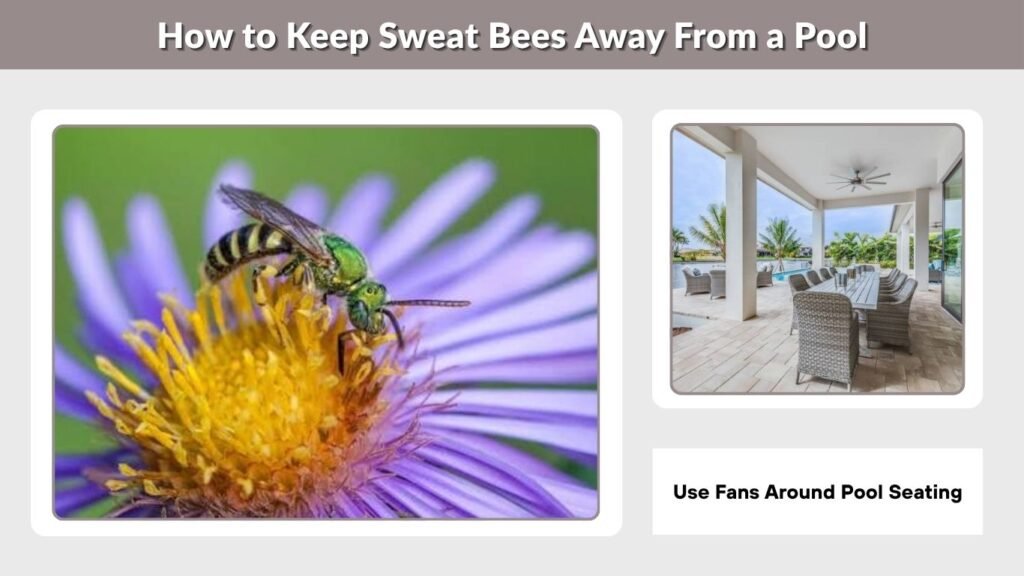 How to Keep Sweat Bees Away From a Pool