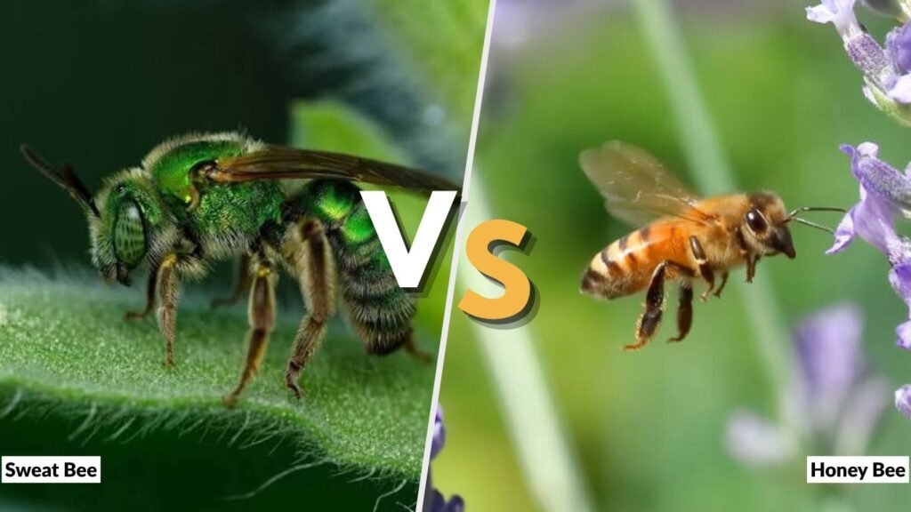 Sweat Bee vs Honey Bee Appearance