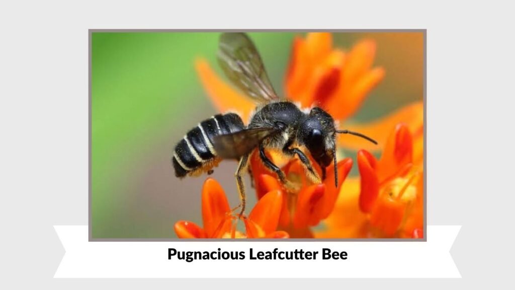 Pugnacious Leafcutter Bee