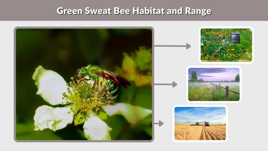 Green Sweat Bee Habitat and Range