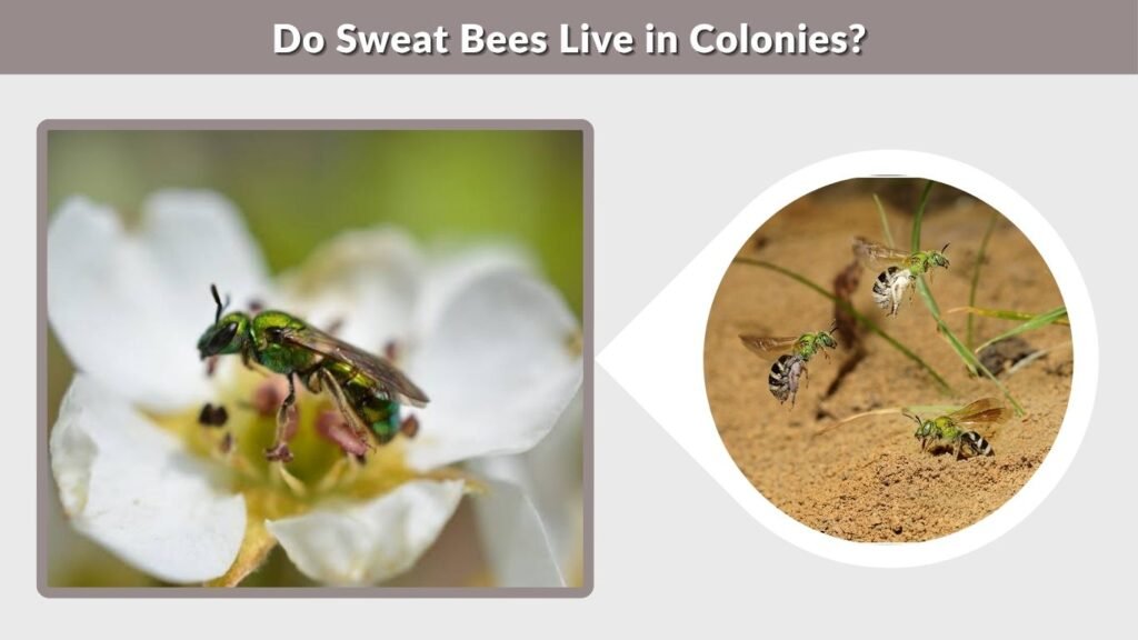 Do Sweat Bees Live in Colonies?