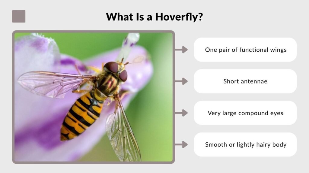 What Is a Hoverfly?