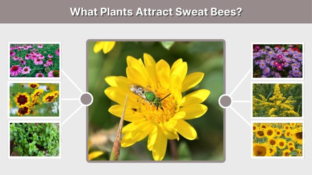 What Plants Attract Sweat Bees?