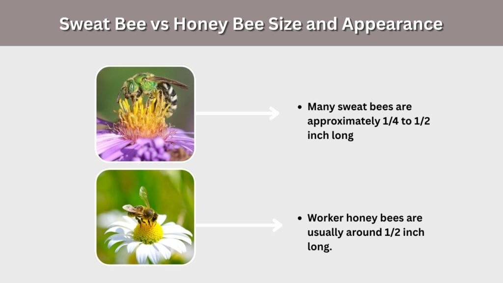 Sweat Bee vs Honey Bee Size and Appearance