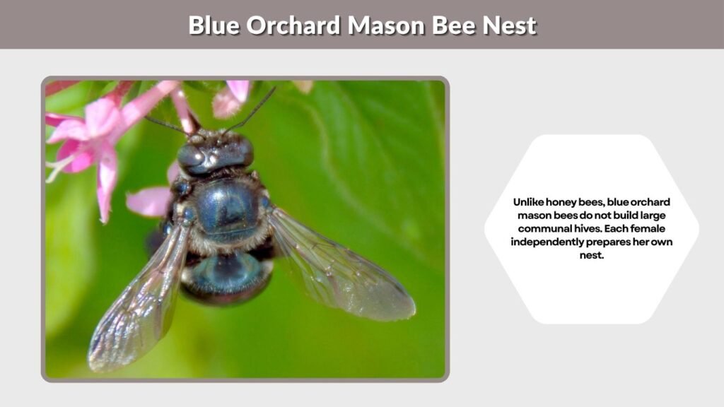 Blue Orchard Mason Bee Nest