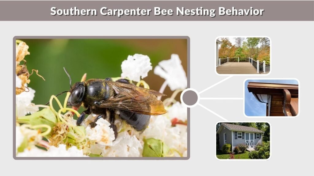 Southern Carpenter Bee Nesting Behavior