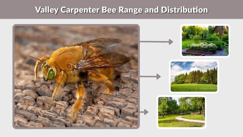 Valley Carpenter Bee Range and Distribution