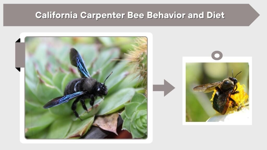 California Carpenter Bee Behavior and Diet