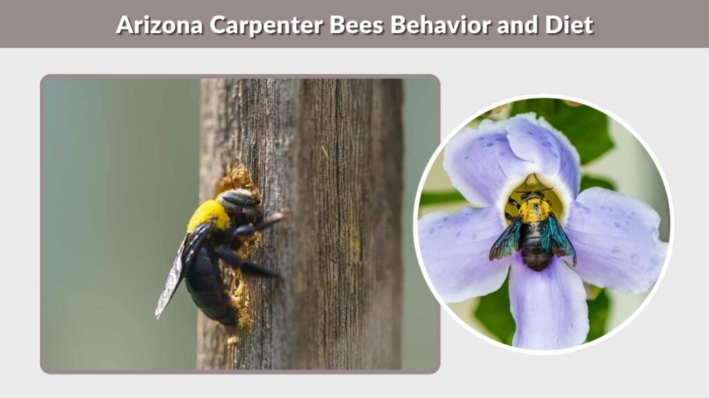 Arizona Carpenter Bees Behavior and Diet