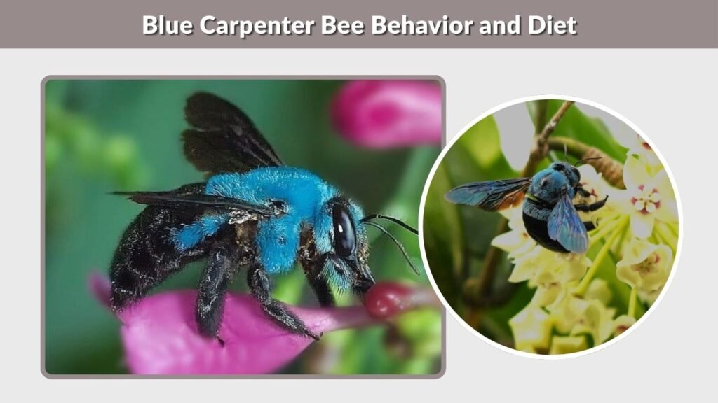 Blue Carpenter Bee Behavior and Diet
