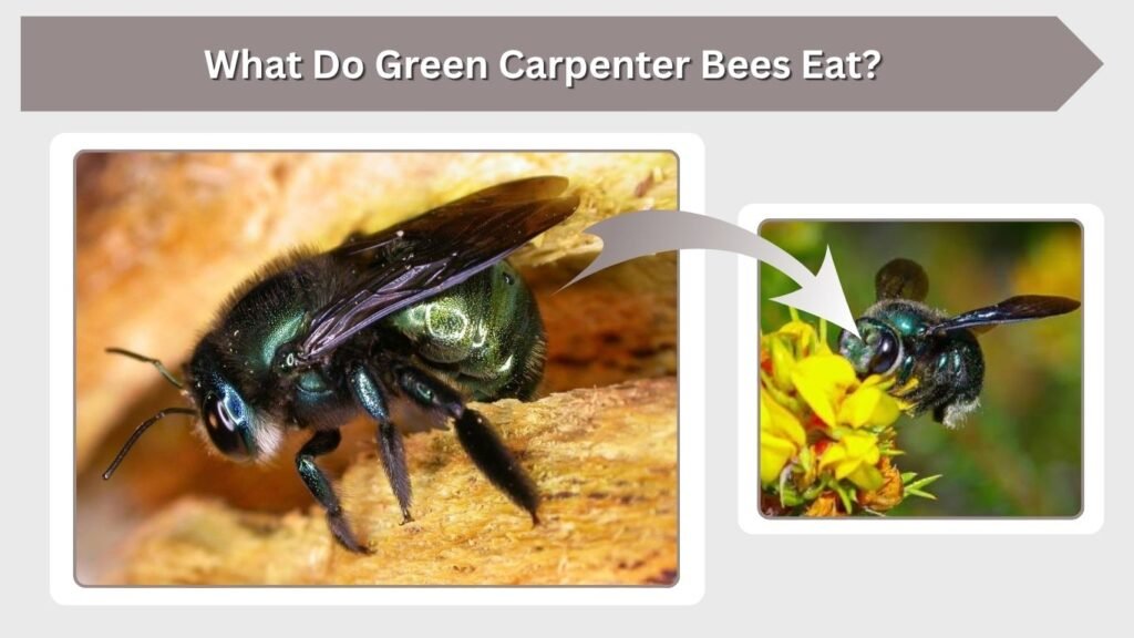 What Do Green Carpenter Bees Eat?