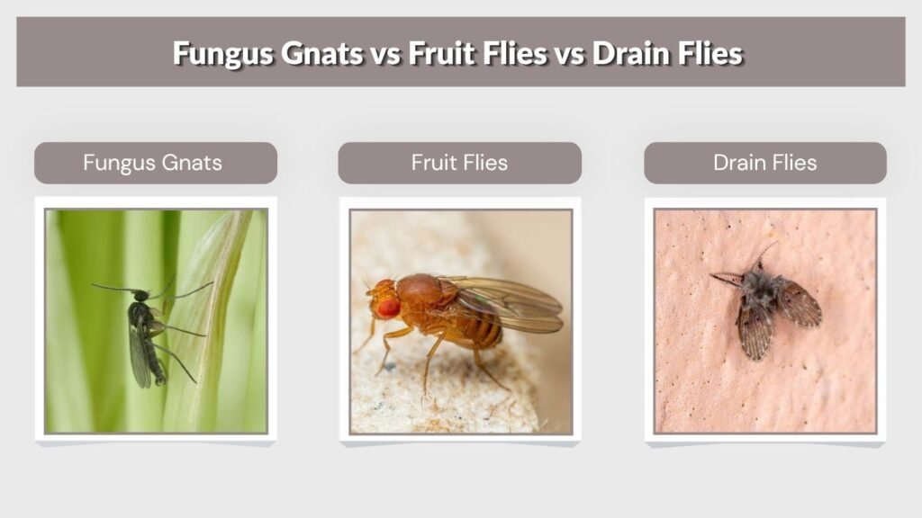 Fungus Gnats vs Fruit Flies vs Drain Flies