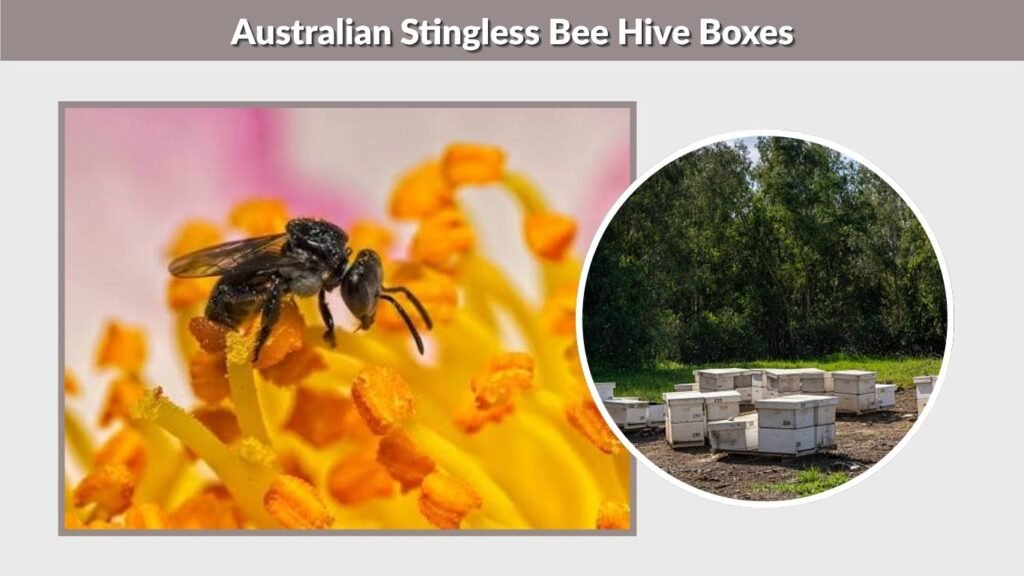 Australian Stingless Bee Hive Boxes