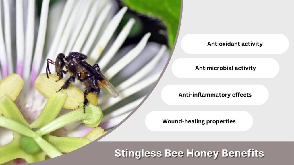 Stingless Bee Honey Benefits
