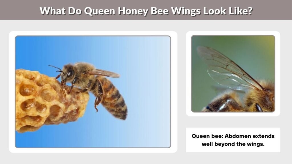 What Do Queen Honey Bee Wings Look Like?