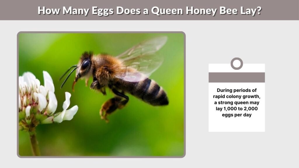 How Many Eggs Does a Queen Honey Bee Lay?