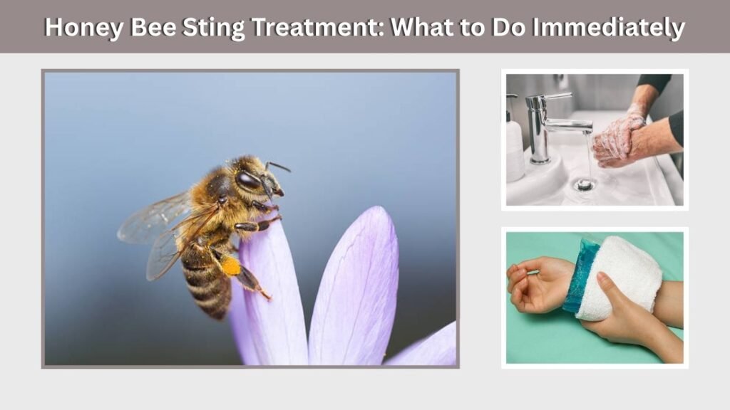 Honey Bee Sting Treatment: What to Do Immediately