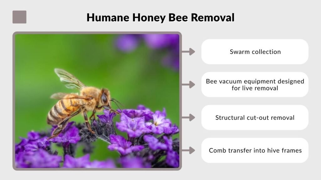 Humane Honey Bee Removal
