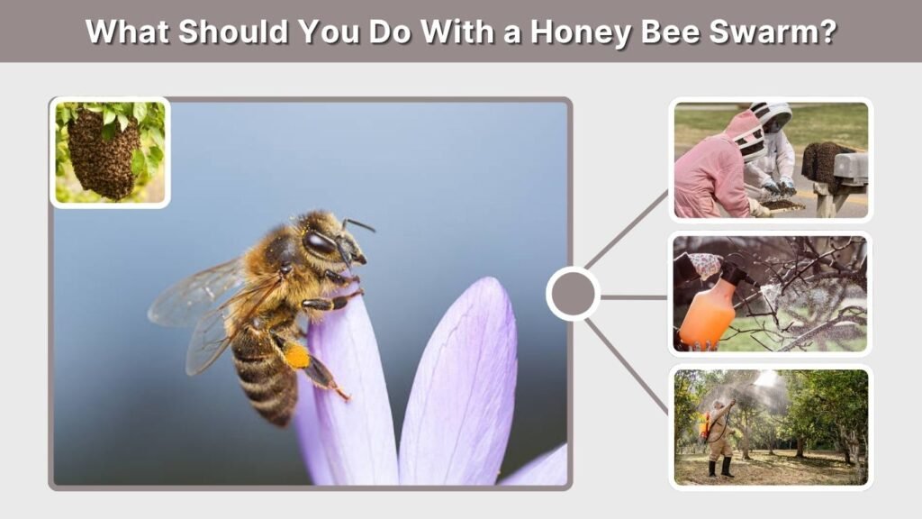 What Should You Do With a Honey Bee Swarm?
