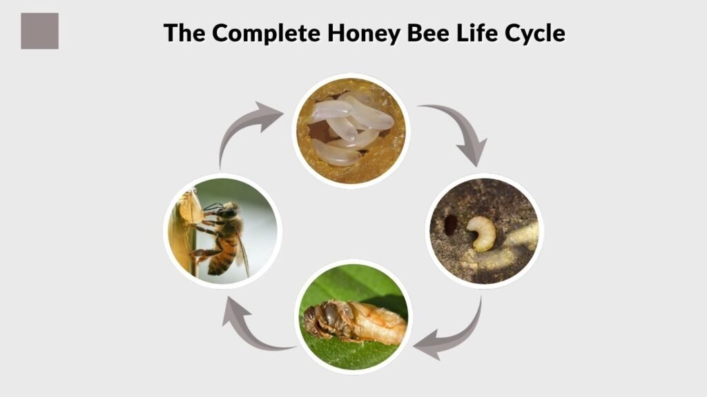 The Complete Honey Bee Life Cycle