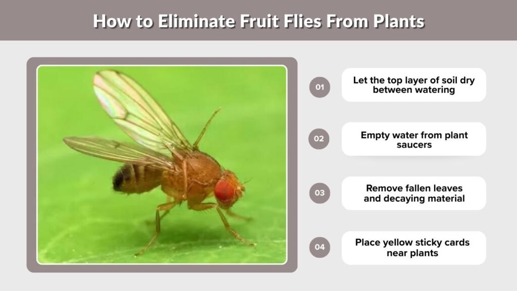 How to Eliminate Fruit Flies From Plants