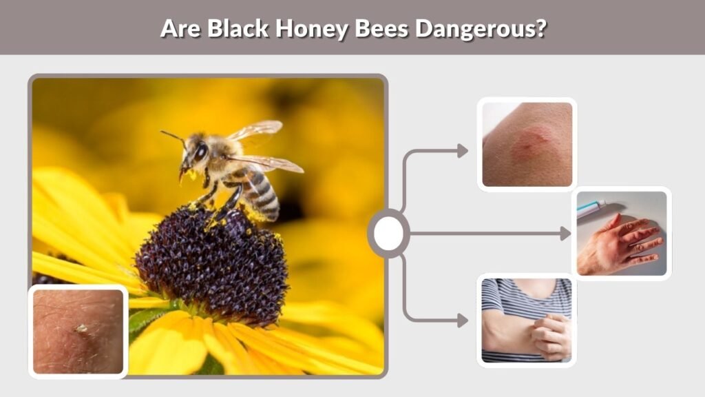 Are Black Honey Bees Dangerous?