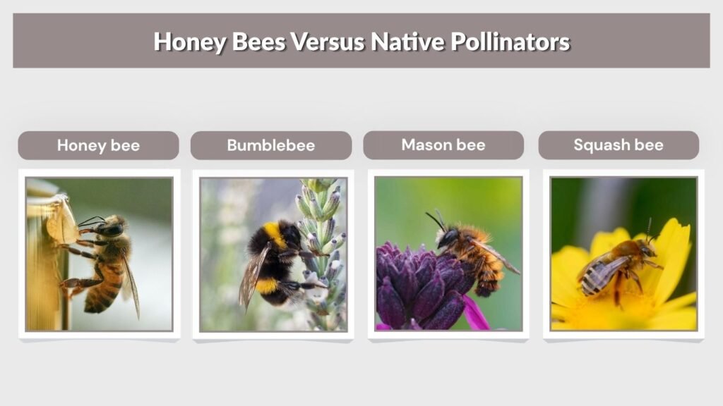 Honey Bees Versus Native Pollinators
