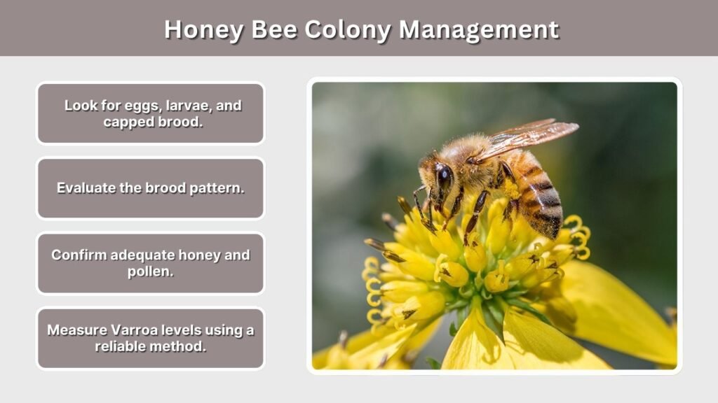 Honey Bee Colony Management
