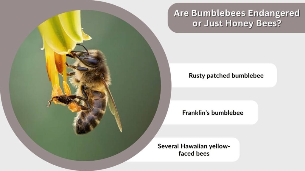 Are Bumblebees Endangered or Just Honey Bees?