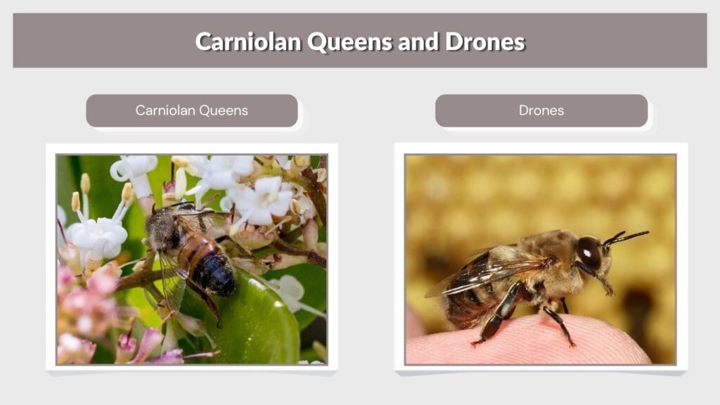Carniolan Queens and Drones