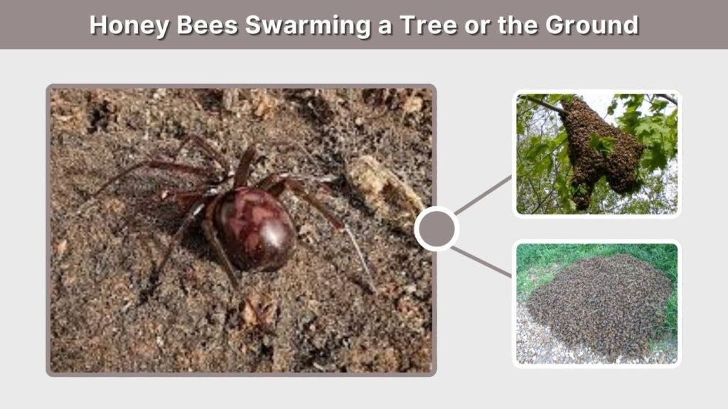Honey Bees Swarming a Tree or the Ground