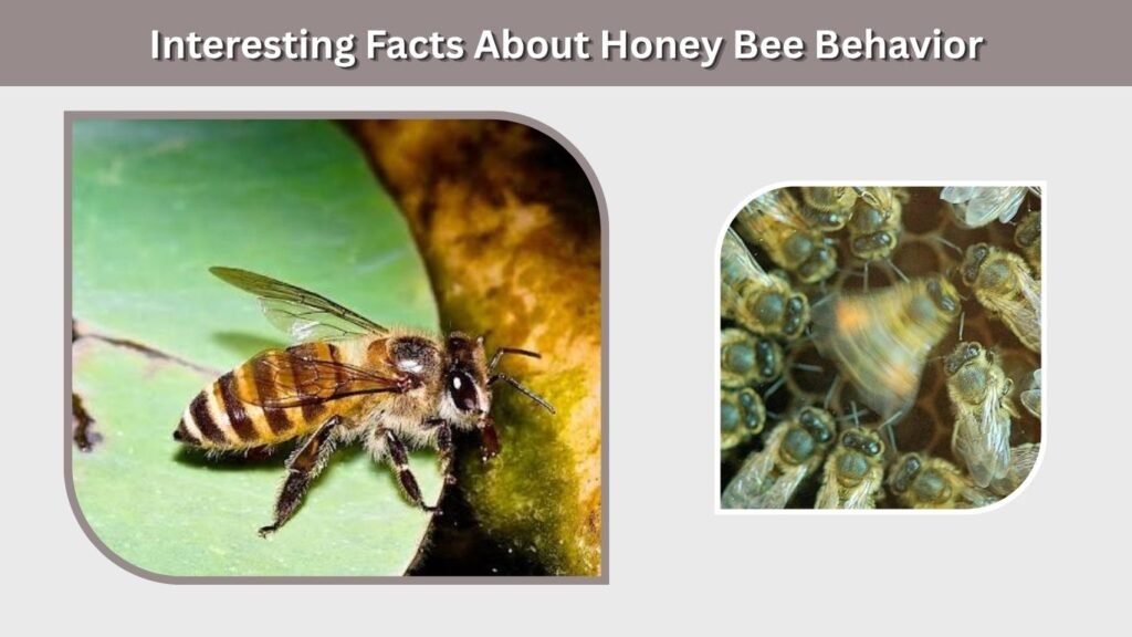 Interesting Facts About Honey Bee Behavior