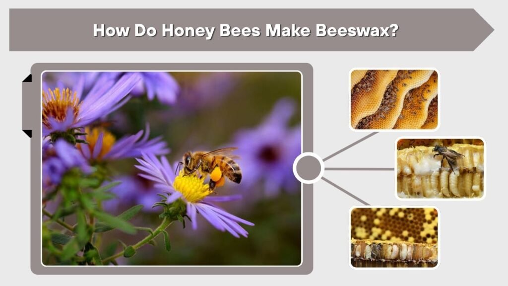 How Do Honey Bees Make Beeswax?