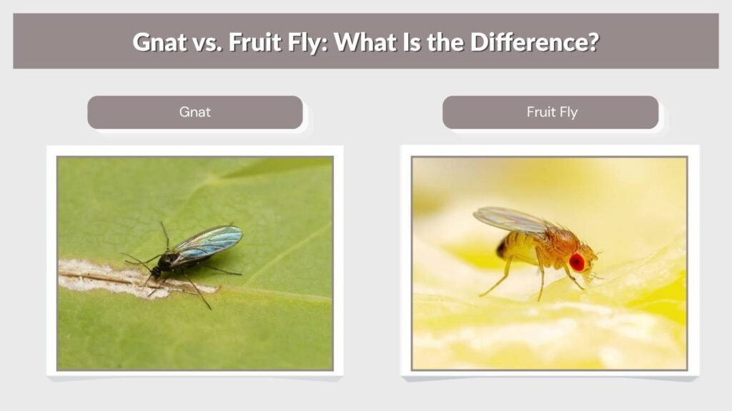Gnat vs. Fruit Fly: What Is the Difference?