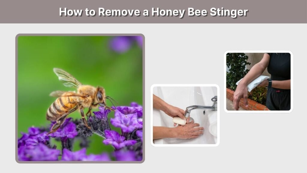 How to Remove a Honey Bee Stinger