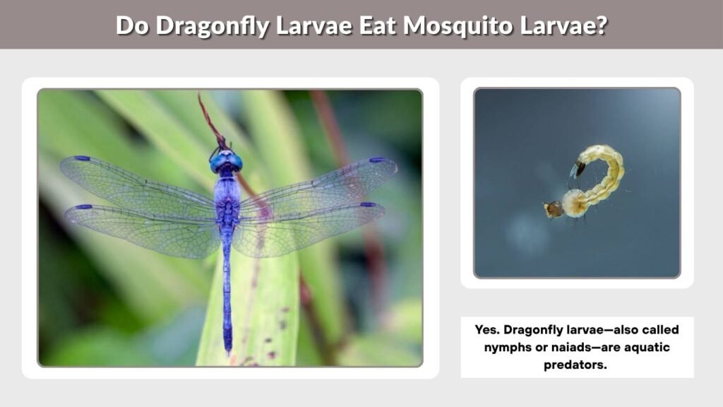 Do Dragonfly Larvae Eat Mosquito Larvae?