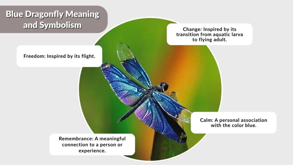 Blue Dragonfly Meaning and Symbolism