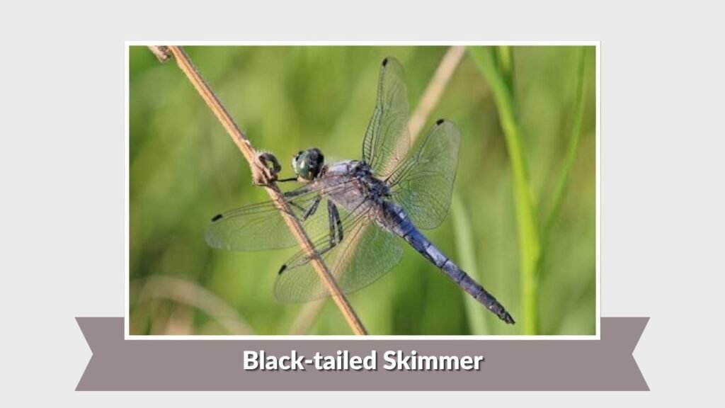 Black-tailed Skimmer