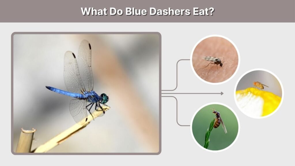 What Do Blue Dashers Eat?