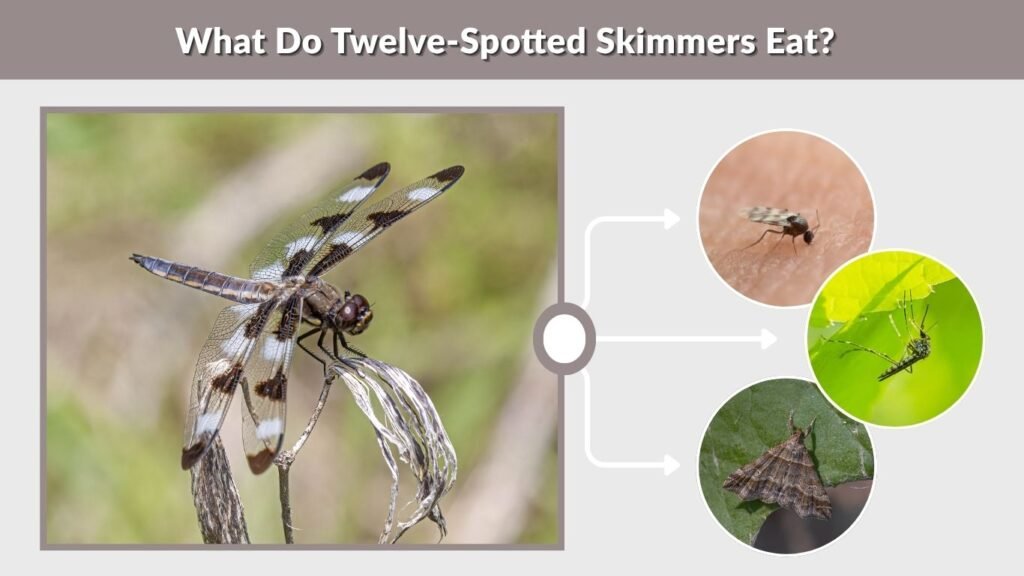 What Do Twelve-Spotted Skimmers Eat?
