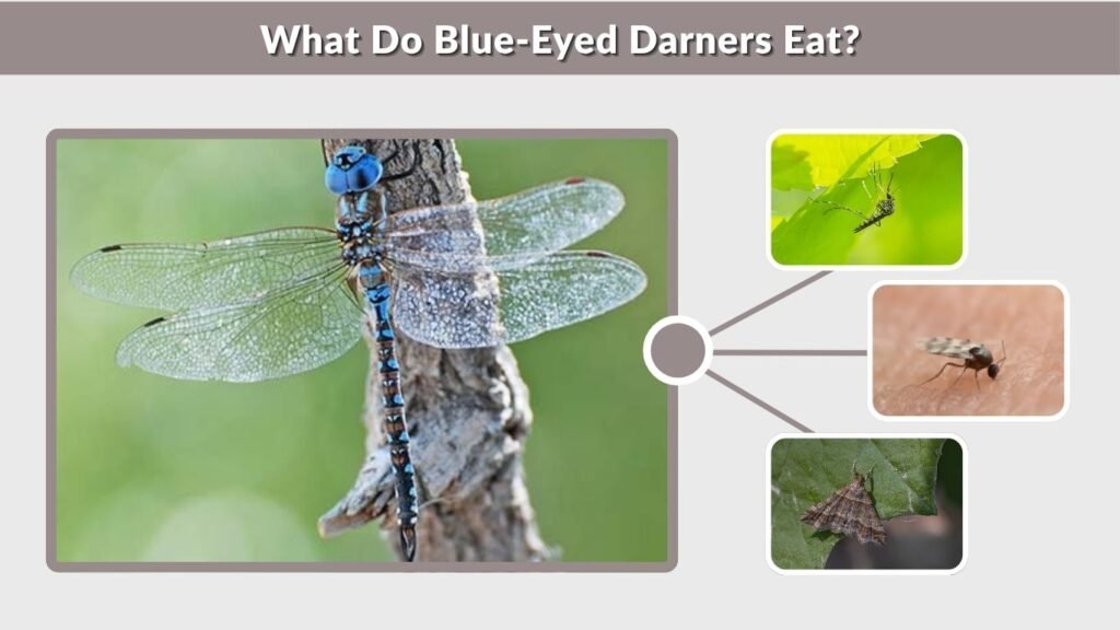 What Do Blue-Eyed Darners Eat?