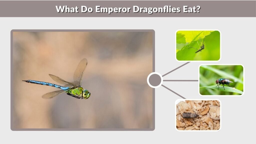 What Do Emperor Dragonflies Eat?