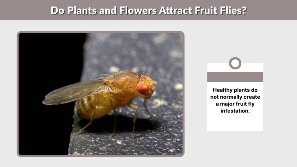 Do Plants and Flowers Attract Fruit Flies?