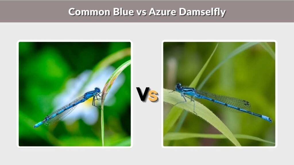 Common Blue vs Azure Damselfly